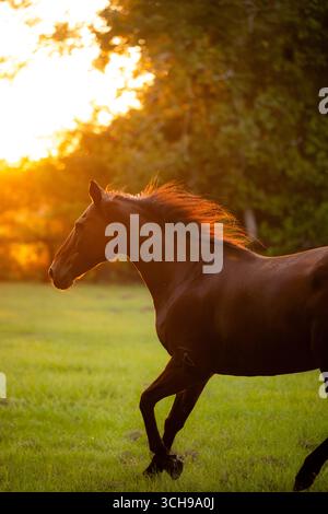 Brown horse in field on a horse farm in Aiken South Carolina Stock Photo