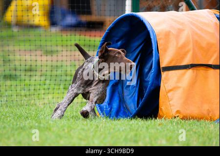 German Shorthaired Pointer through a  tunnel during agility training Stock Photo