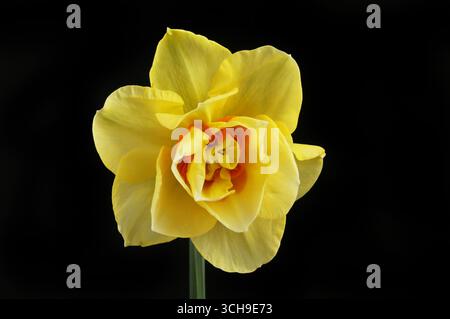 Single yellow and orange daffodil flower isolated against black Stock Photo