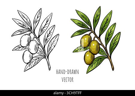 Hand drawn olive branch in two styles: full color and black engraving. Perfect for Mediterranean food packaging and organic branding. Stock Vector