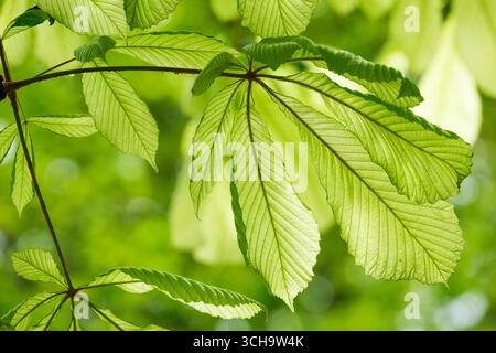 Aesculus hippocastanum Hampton Court Gold, horse chestnut Hampton Court Gold, Stock Photo