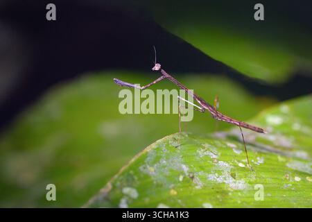 Unidentified praying mantis in the rainforest of Yasuní Biosphere Reserve, Ecuador. Stock Photo