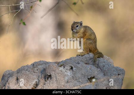 Smith's Bush Squirrel (Paraxerus cepapi) on a rock in the Timbavati Private Nature Reserve in South Africa Stock Photo