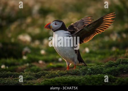 Atlantic puffin (Fratercula arctica) spreading it wings backlit by sunrise on Skomer Island in Pembrokeshire, Wales Stock Photo