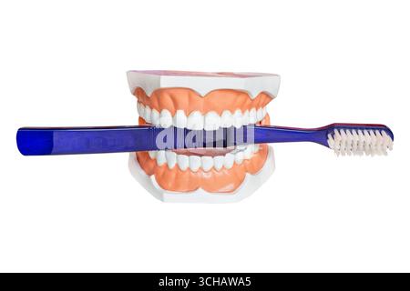 False teeth holding a blue toothbrush isolated on a white background Stock Photo