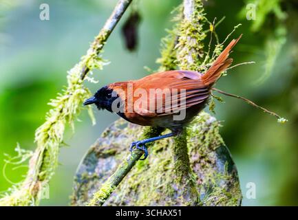 A male Black-faced Rufous-Warbler (Bathmocercus rufus) perched on a branch in forest. Bwindi Impenetrable Forest National Park, Uganda, Africa. Stock Photo