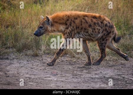 Lone spotted hyena (Crocuta crocuta) strolling roadside in early