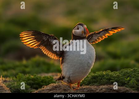 Atlantic puffin (Fratercula arctica) spreading it wings backlit by sunrise on Skomer Island in Pembrokeshire, Wales Stock Photo