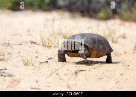 Adult gopher tortise walking in the sand Stock Photo - Alamy