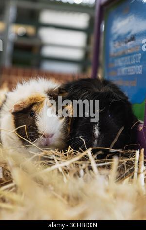 Rabbits cuddling on a bale of hay Stock Photo