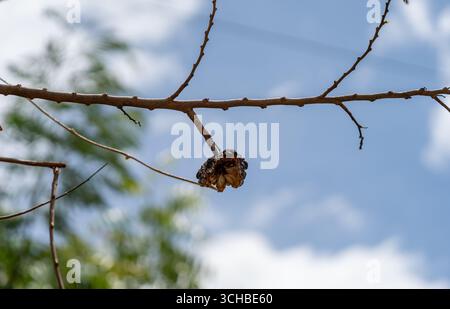 Dried custard apple Annona squamosa eaten by birds on tree in Coimbatore India Stock Photo