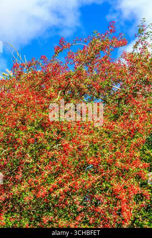 Roadside hedgerows with Hawthorn trees (Crataegus) in autumn showing plentiful red berries with antioxidant medical properties - central France. Stock Photo