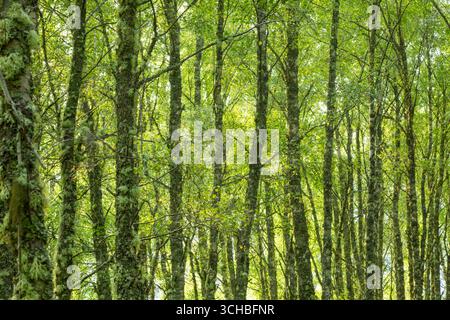 Backlit birch woodland with sunlight shinning through lush green leaves and showing trees covered in mosses and lichens Stock Photo