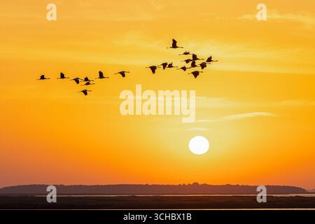 Migrating flock of common cranes / Eurasian cranes (Grus grus) in flight silhouetted against orange sunrise sky during migration in autumn / fall Stock Photo