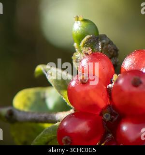 Close-up of Bright Red Berries Stock Photo