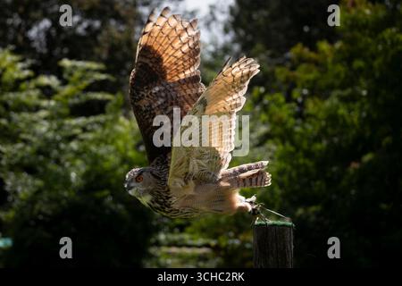 The Eurasian Eagle-Owl (Bubo bubo), a species of Eagle-Owl, a type of bird that resides in much of Eurasia. Stock Photo