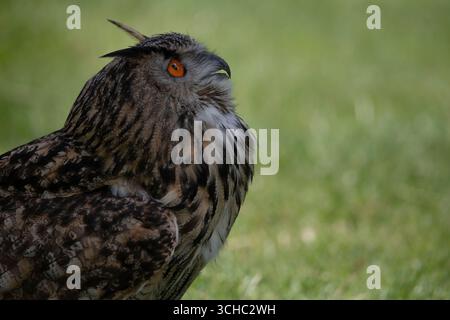 The Eurasian Eagle-Owl (Bubo bubo), a species of Eagle-Owl, a type of bird that resides in much of Eurasia. Stock Photo