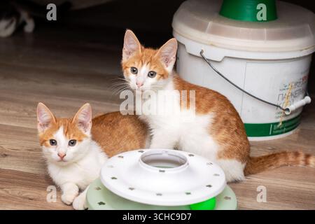 Two adorable orange and white kittens playing beside a green and white household item, showcasing their playful nature and charm in a cozy environment Stock Photo