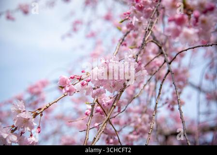 Cherry Blossom Branch with Buds and Flowers. Branch of pink cherry blossoms and buds against a blue spring sky. Stock Photo