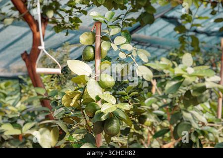Close up of unripe green lemons hanging from a tree branch supported by a wooden stick, showcasing growth in a greenhouse environment Stock Photo