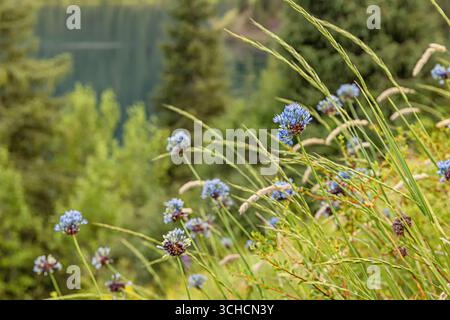 Delicate blue flowers blooming near a pristine mountain lake, surrounded by lush green grass and towering trees, create a serene landscape Stock Photo