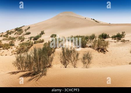 Scenic view featuring shrubs thriving on sand dunes beneath a clear blue sky, capturing the essence of a serene desert landscape Stock Photo