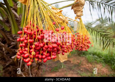 A date palm tree with hanging clusters of fruit Stock Photo