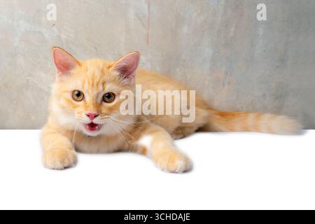 Studio shot of young orange cat crouching while stare straight ahead to something in front of it. Stock Photo