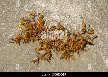 Small piece of Sargassum seaweed washed up on Sunset Beach Stock Photo