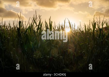 Corn field at sunrise with golden sunlight streaming through Stock Photo