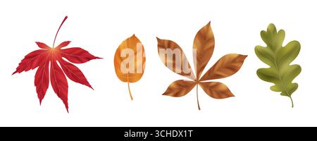 Realistic leaf set with autumn foliage in vibrant red maple, orange elm, brown chestnut, green oak shapes. Detailed botanical illustrations with natural textures and seasonal color for nature design Stock Vector