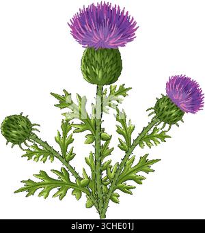 Realistic vector of Scottish thistle with three purple flowers and detailed green leaves on white. Stock Vector