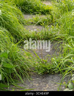 Weeds growing between the cracks of a concrete path in an overgrown British garden. Stock Photo