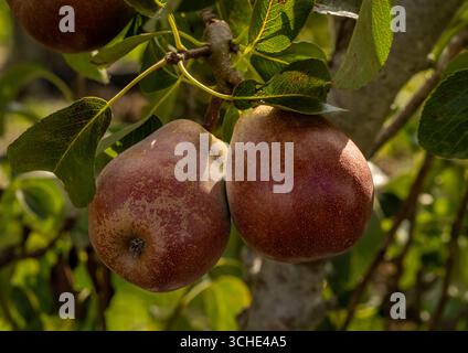 Red Williams pears ripening on the tree in a UK garden. Stock Photo