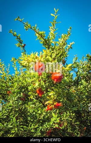 Ripe pomegranates growing on a vibrant green tree under a clear blue sky in Mtskheta, Georgia. Bright and sunny harvest scene of early autumn in the C Stock Photo