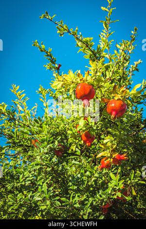 Ripe pomegranates growing on a vibrant green tree under a clear blue sky in Mtskheta, Georgia. Bright and sunny harvest scene of early autumn in the C Stock Photo