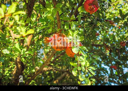 Close-up of ripe but naturally blemished pomegranates hanging in the shade of a tree in Mtskheta, Georgia — raw and authentic autumn garden scene Stock Photo