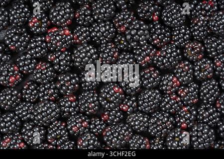 Background from fresh organic blackberries, close up. Lot of ripe juicy wild fruit raw berries lying on the table. Top view Stock Photo