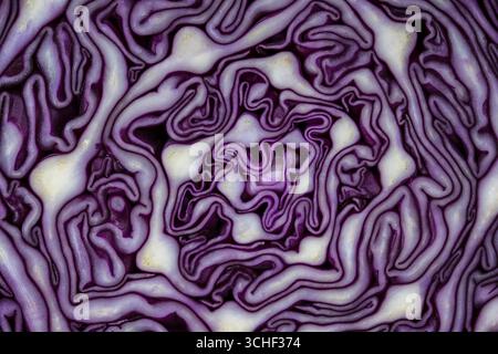 Background of the blue cabbage in the cut, macro photography. Close up, top view. Texture raw purple cabbage Stock Photo