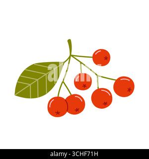 Branch with small red berries and a green leaf. Rowan twig. Vector botanical illustration in flat style isolated on white background. Stock Vector