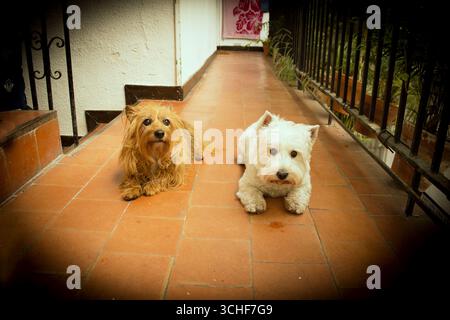 Two dogs one white and one brown lying on the ground together Stock Photo