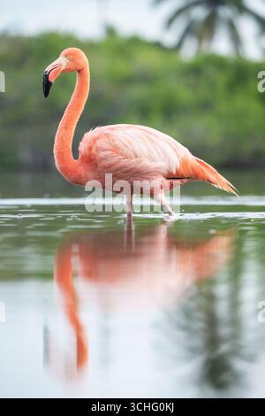 American Flamingo Galapagos Islands Ecuador Stock Photo Alamy american-flamingo-galapagos-islands-ecuador-stock-photo-alamy