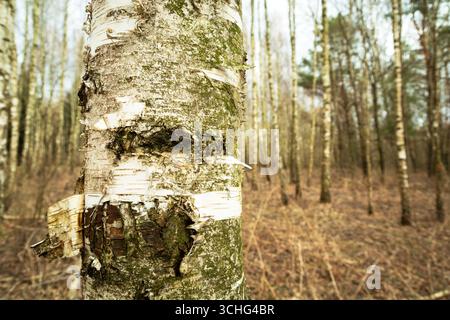 Close-up of a birch tree trunk in the forest, a snowless February day Stock Photo