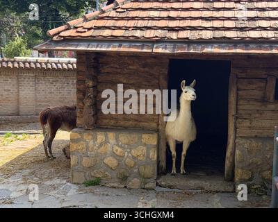 Two llamas standing near a wooden shelter. Farming, domestication, and collective presence of animals in controlled spaces of rural and agricultural l Stock Photo