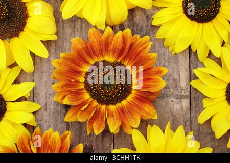 Orange and yellow sunflower heads arranged on wooden background. UK Stock Photo