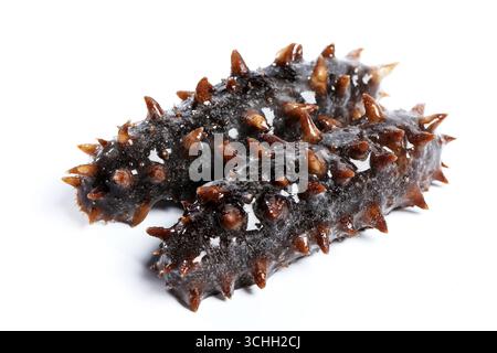Spiky Sea Cucumbers on White Background, Raw Seafood Close-Up Stock Photo