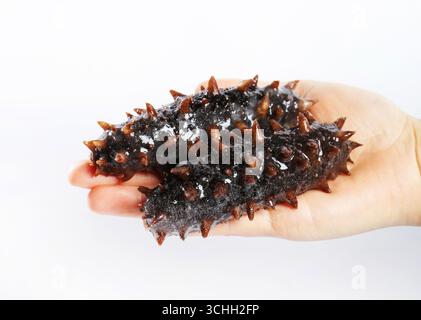 Hand Holding Spiky Sea Cucumbers on White Background Stock Photo
