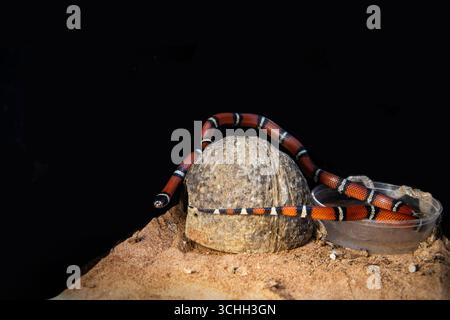 An exotic pet - a milk snake in a terrarium. There is a lot of black background around the snake, space for inscription Stock Photo