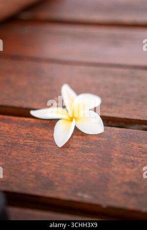 Close-up of a white frangipani flower with yellow center placed on a wooden table Stock Photo