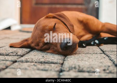 A sleepy Labrador Retriever rests peacefully on a stone patio in Piedmont, Italy. The dog appears relaxed and content, enjoying a moment of quiet repo Stock Photo